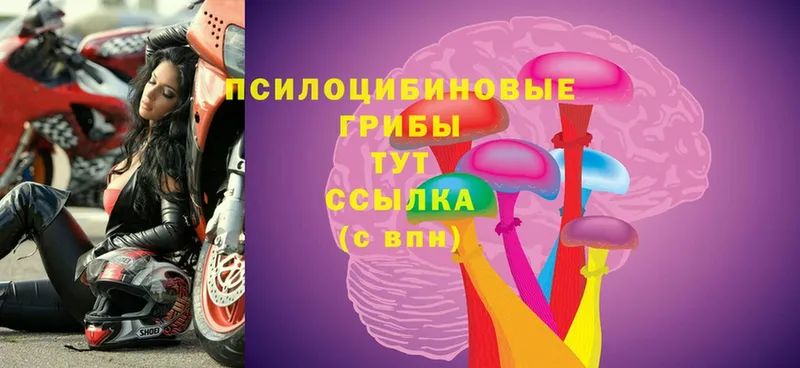 Галлюциногенные грибы Cubensis  Кимры 